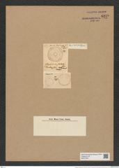 Hyphodiscus stellatus Grev. (de-Toni-Nr.: Genus 184, Species 4610) Zeichnungen Sammlung Grunow Nr. 8219 (NHMW-BOT-W0377604)